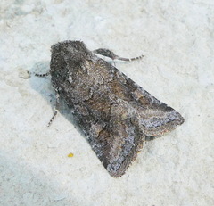 Lacinipolia meditata
