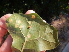 Polystepha pustuloides