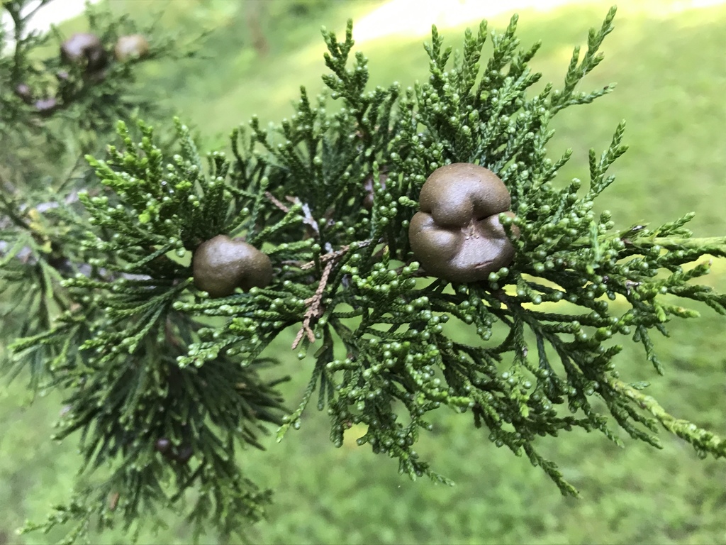 Morgan Juniper juniper-apple rust from Morgan-Monroe State Forest, Bloomington, IN, US ...