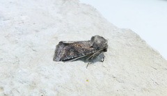 Lacinipolia meditata