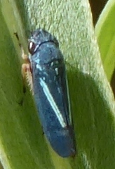 Graphocephala lugubris
