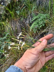 Dianthus cretaceus
