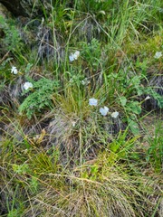 Dianthus cretaceus