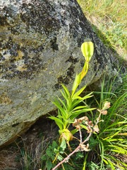 Lilium kesselringianum