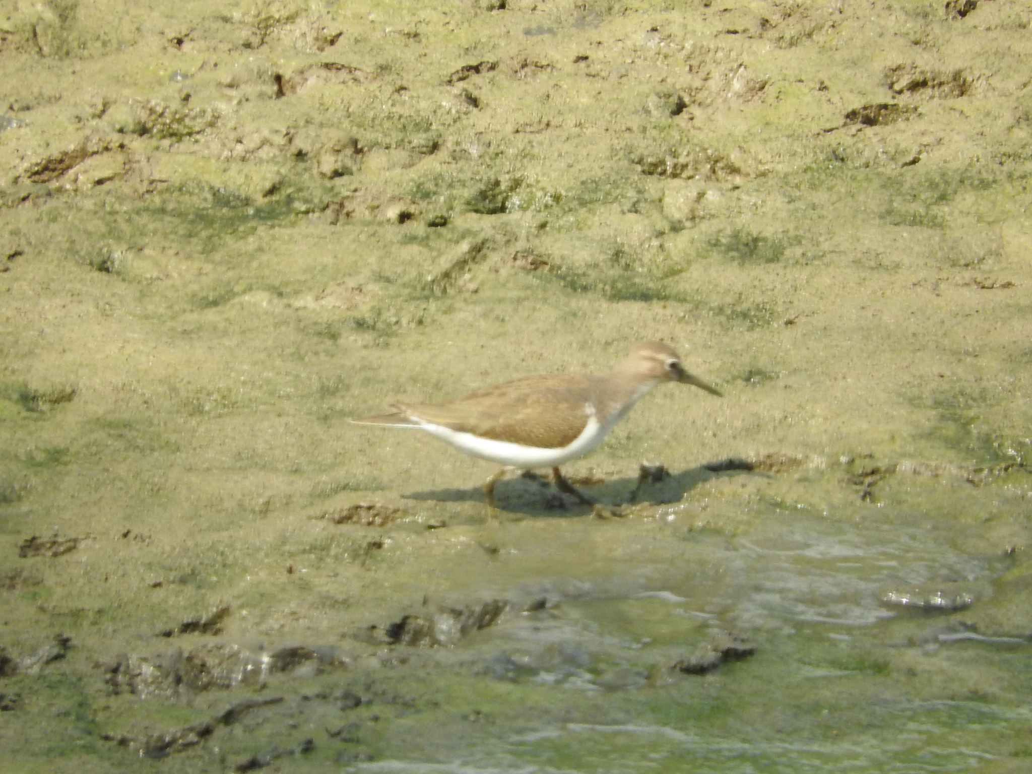 Common Sandpiper