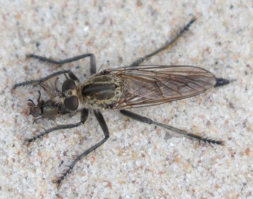 Dune Robber Fly