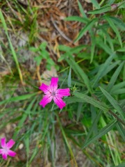 Dianthus kubanensis