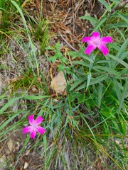 Dianthus kubanensis