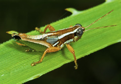 Phaedrotettix dumicola