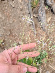 Gypsophila elegans