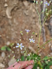 Gypsophila elegans