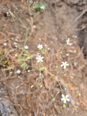 Gypsophila elegans
