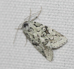 Bryolymnia viridata