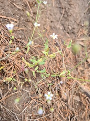 Gypsophila elegans