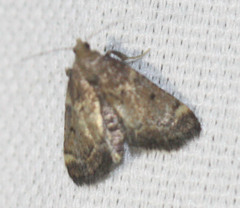 Hypsopygia phoezalis