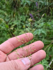 Poa caucasica