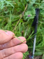 Poa caucasica
