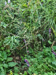 Poa caucasica