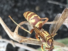 Polistes apachus apachus