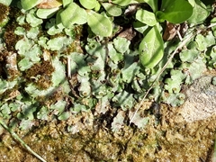 Marchantia paleacea