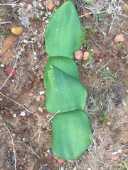 Haemanthus