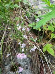 Asperula lipskyana
