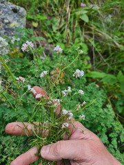 Asperula lipskyana