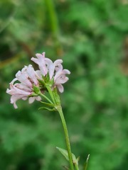 Asperula lipskyana