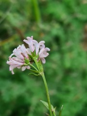 Asperula lipskyana