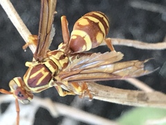Polistes apachus apachus