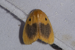 Cyclomilta melanolepia