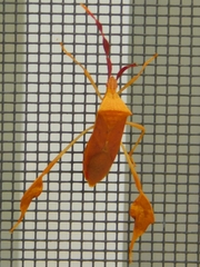 Chondrocera laticornis