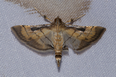 Marasmia