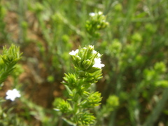 Thesium pubescens