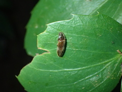 Hemicrepidius pallidipennis