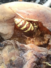 Polistes apachus apachus