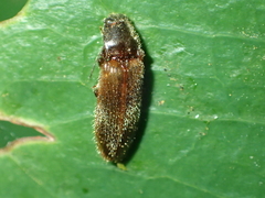 Hemicrepidius pallidipennis