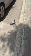 Columba livia domestica