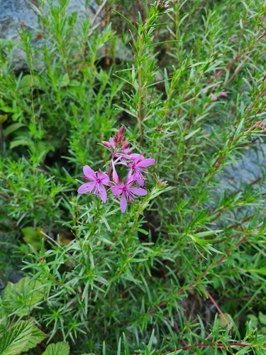 Chamaenerion colchicum