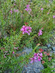 Chamaenerion colchicum
