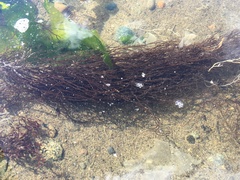 Gracilaria chilensis