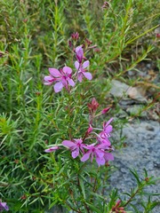 Chamaenerion colchicum