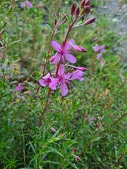 Chamaenerion colchicum