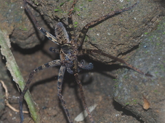 Heteropoda tetrica