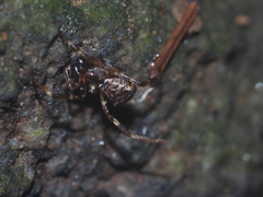 Episinus