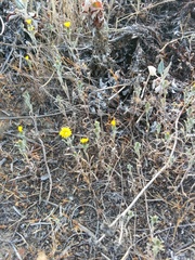 Lessingia germanorum