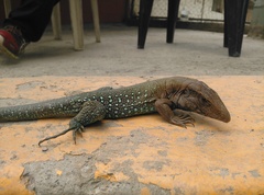 Ameiva atrigularis