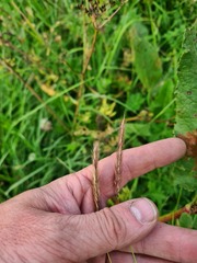 Hordeum brevisubulatum