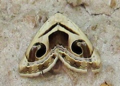 Cometaster pyrula