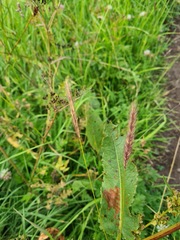 Hordeum brevisubulatum
